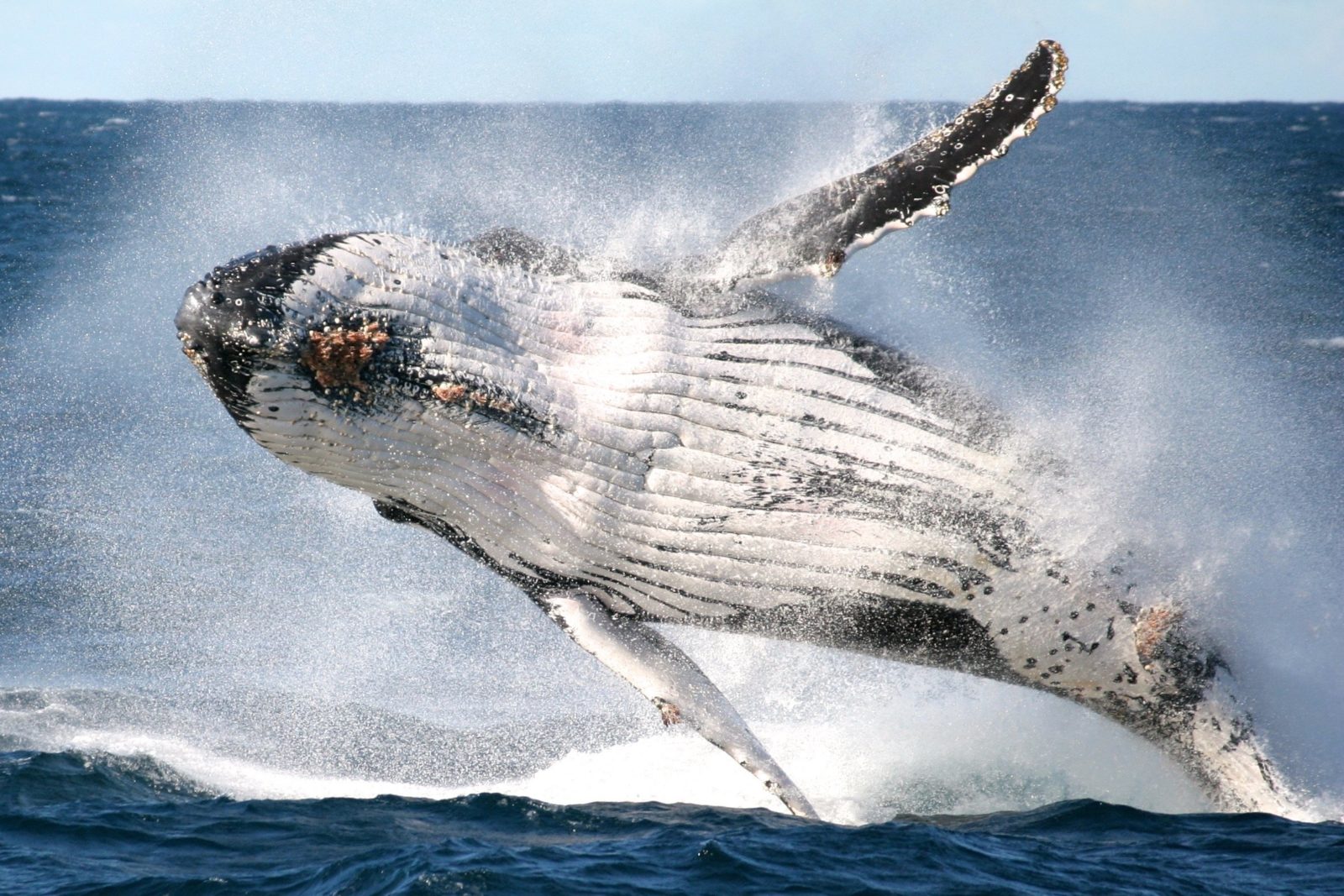 Go Whale Watching | Attraction Tour | New South Wales - Australia's Guide