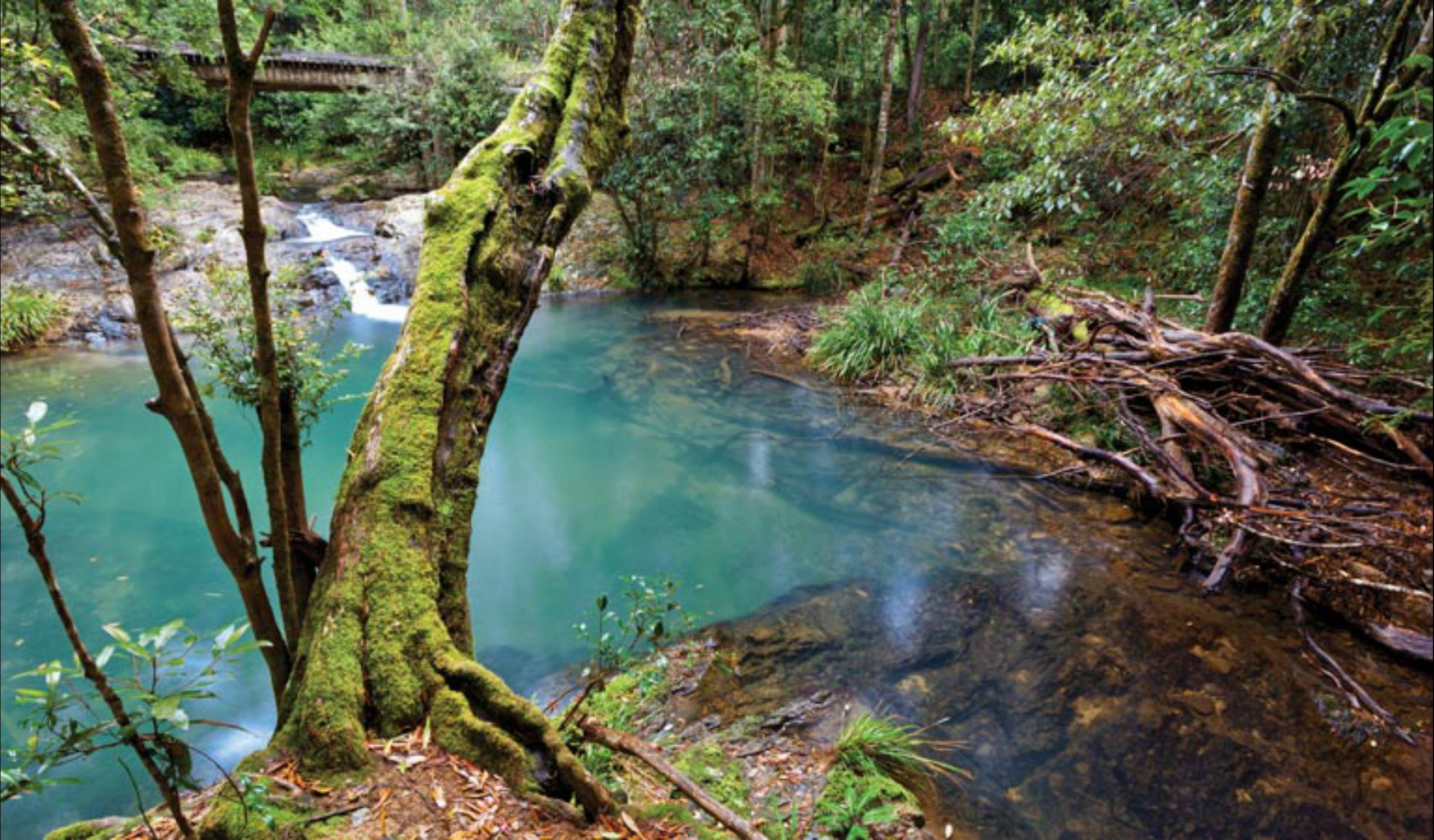 Mobong walking track | Attraction Tour | Cascade | New South Wales