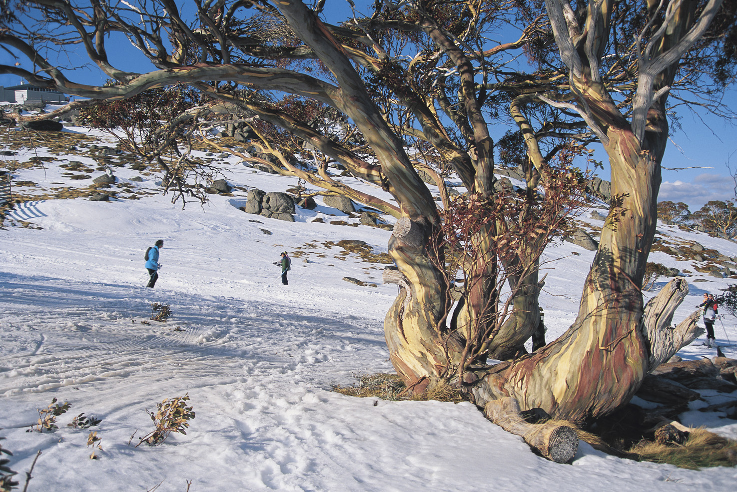 Snowy Mountains | Region | New South Wales - Australia's Guide