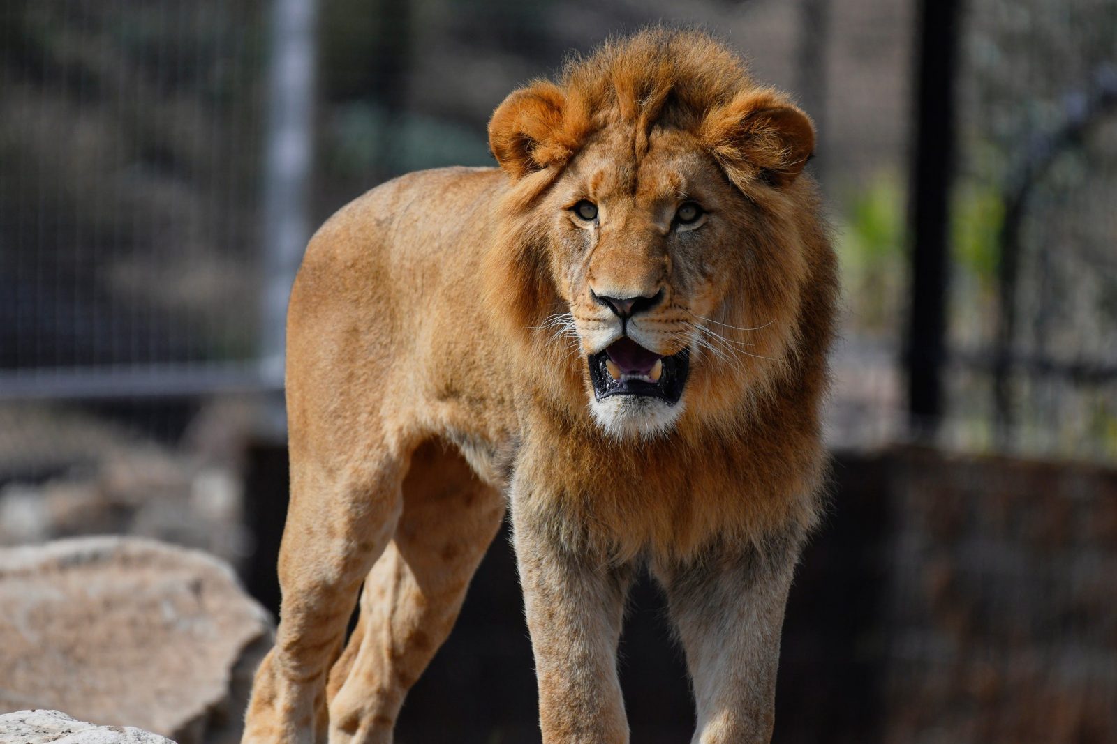 Can You Touch Animals At Sydney Zoo