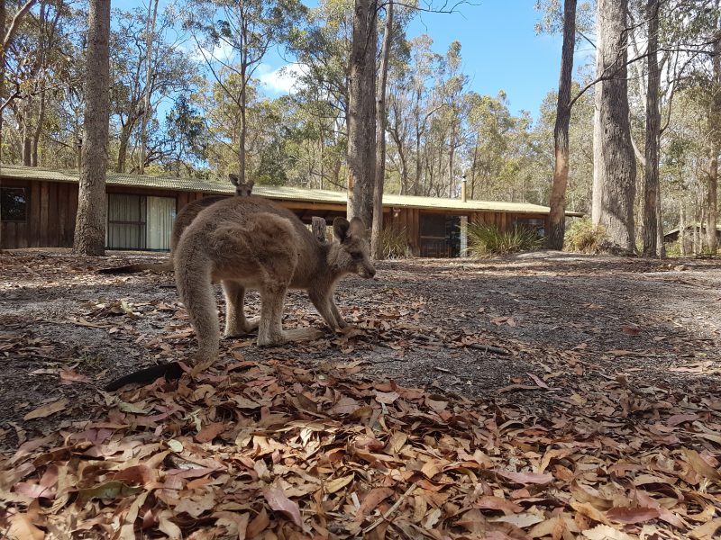 Woodbine Park Eco Cabins Accommodation Bournda New South