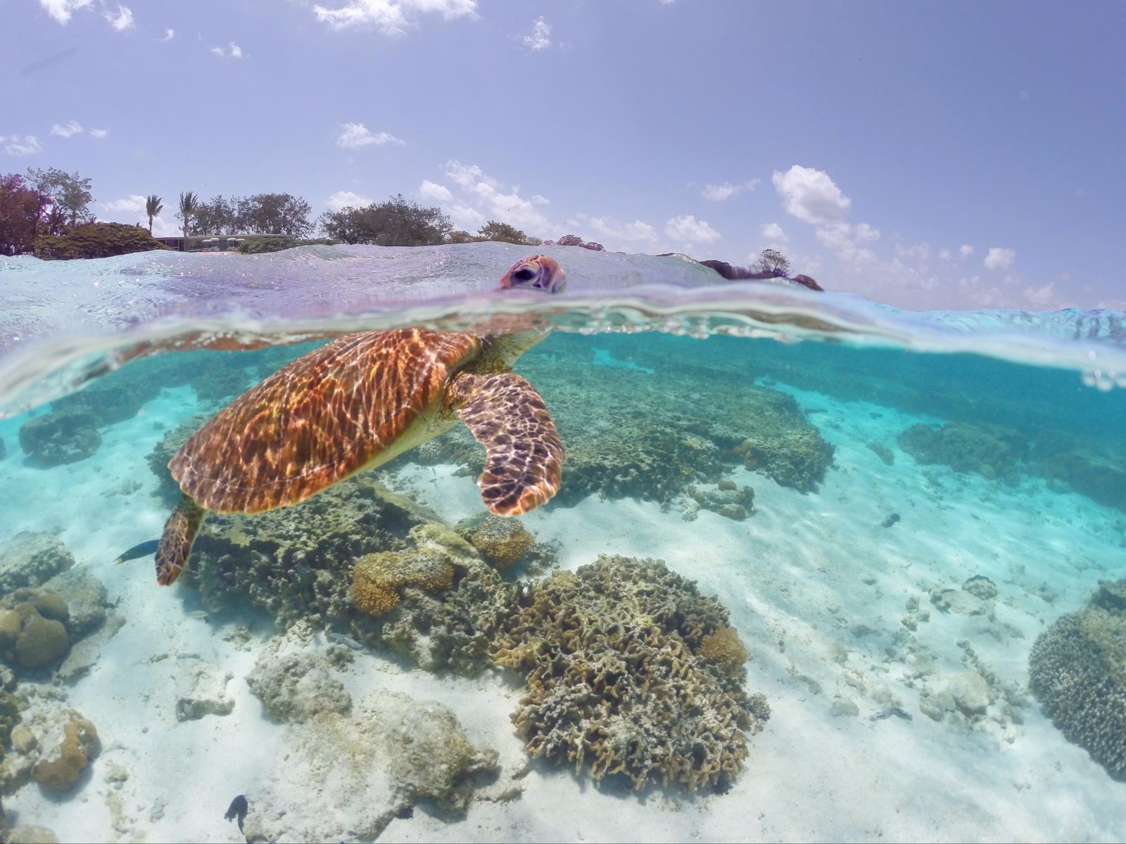 How To Visit The Great Barrier Reef - Printable Templates Protal