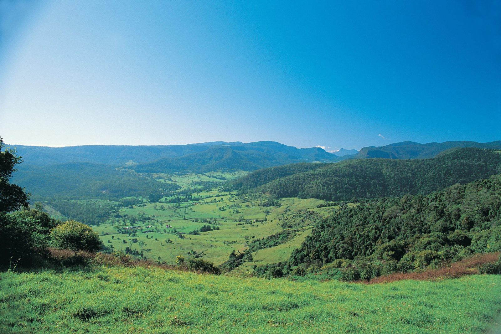 Numinbah Section, Springbrook National Park Attraction Tour