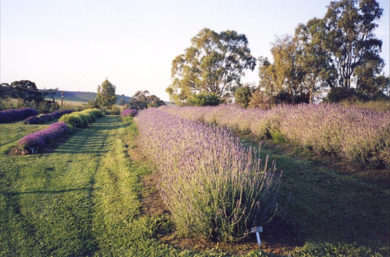 A Lavender landscape