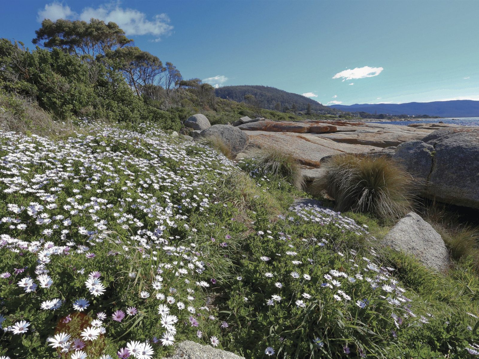 Bicheno Tasmania Australias Guide - 