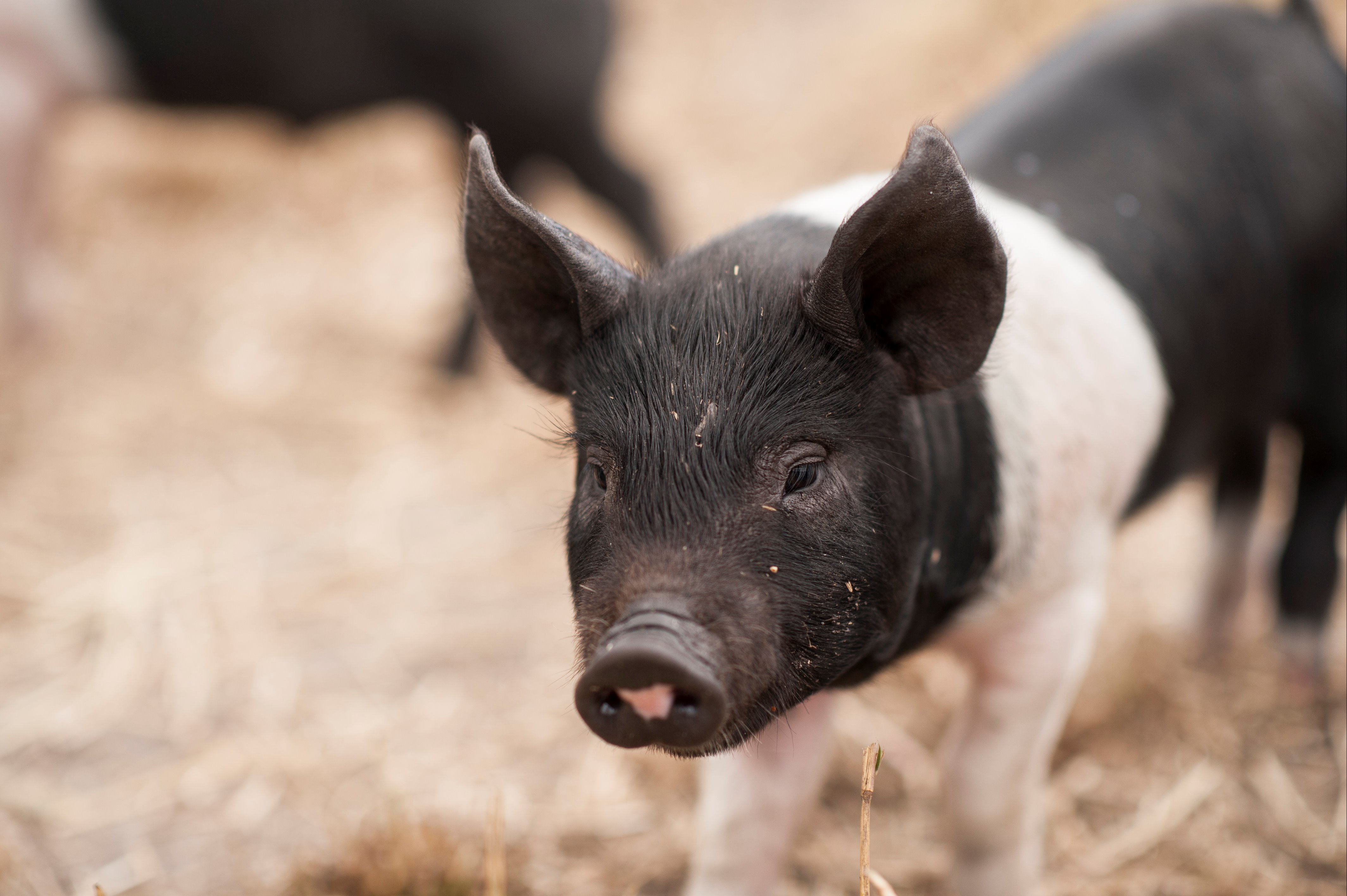 Fat Pig Farm Food Drink Glaziers Bay Tasmania