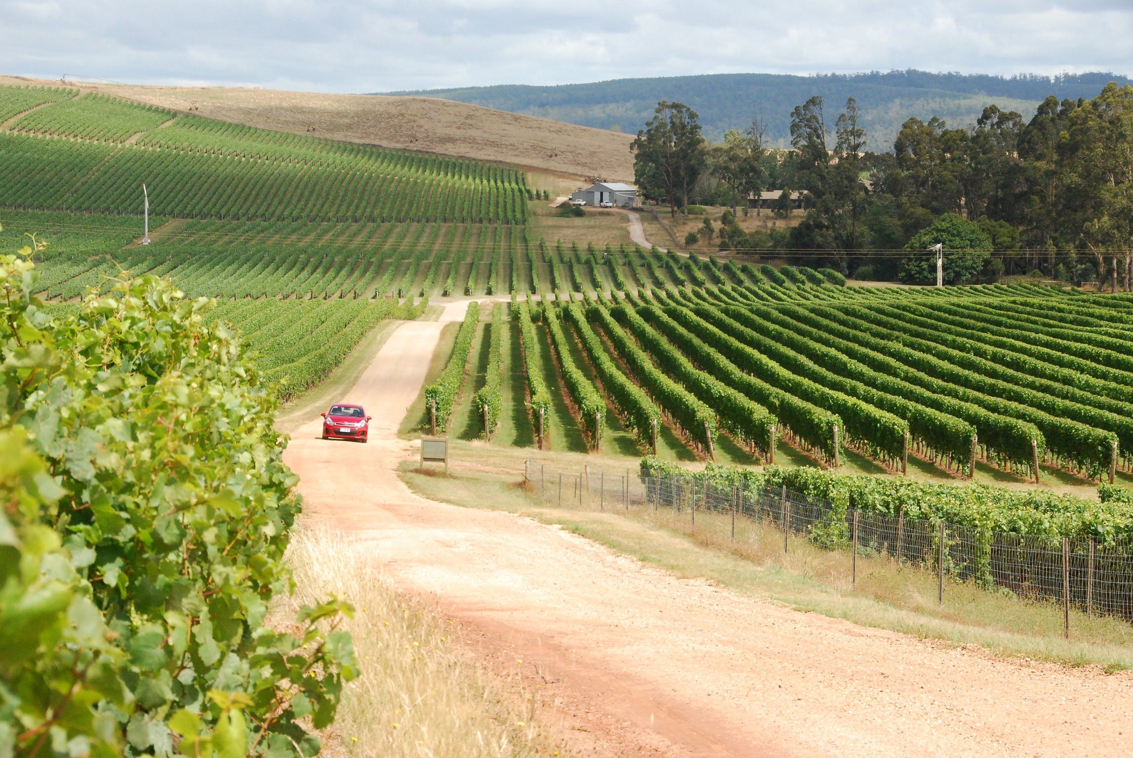 tamar valley wine tours private