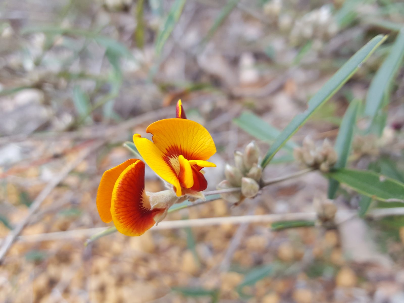 Dawn Atwell Nature Reserve Attraction Tour Toodyay