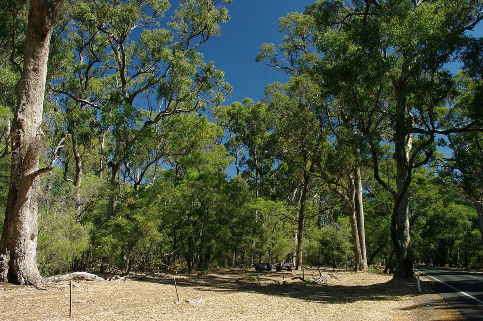 Maidens Tuart Forest Attraction Tour Bunbury Western