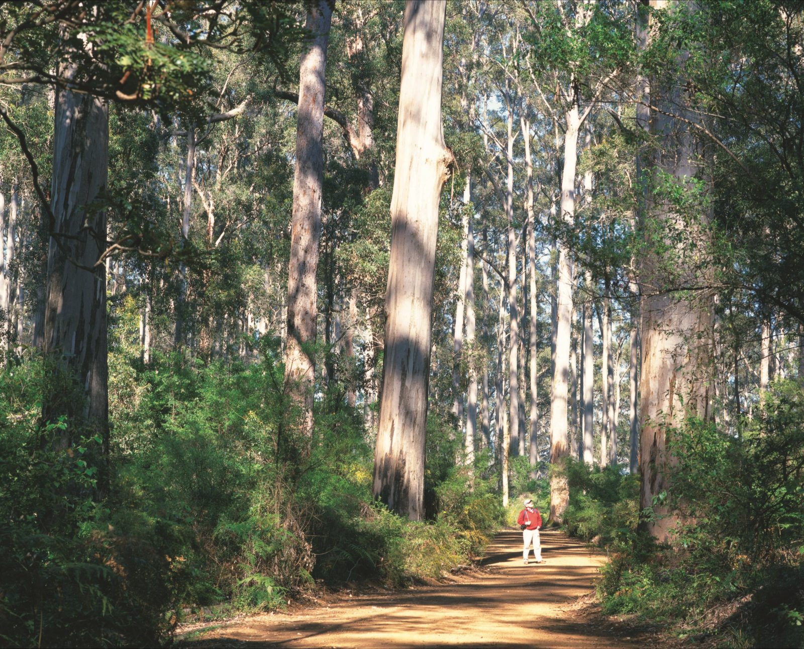 manjimup tourist information