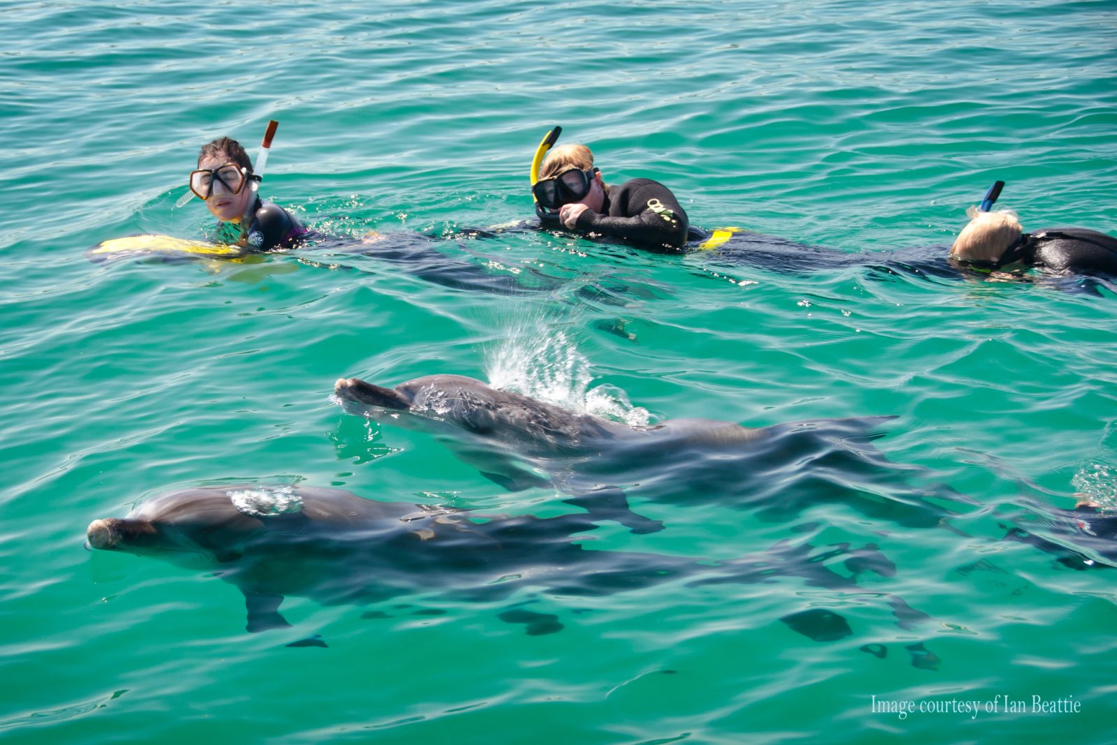 dolphin cruise rockingham